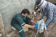واکسیناسیون بیش از 1600 رای دام در اردوی جهادی شهرستان دیر